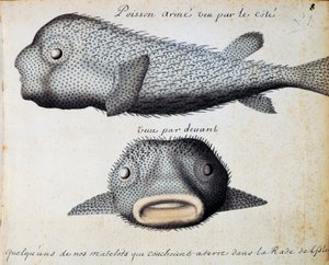 Obrněné ryby, čelní a boční pohledy, ostrov Sao Vicente, Kapverdy, akvarel z lodního deníku od Jacquese Gouina de Beauchesne (1652-1730), kapitána Compagnie royale de la Mer du Sud, od roku 1698 do roku 1701, Francie