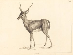 gazela (Gazelle)