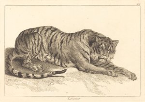 Leopard (Leopard nebo tygr)