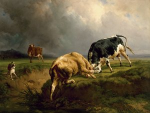 Býčí zápas, 1855