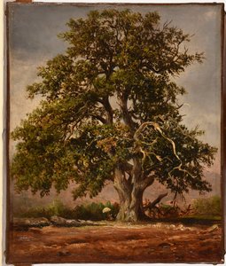 Le Vieux chêne od Jacques Raymond Brascassat