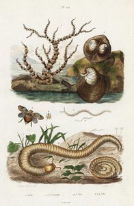 Bambusový korál, škeble oxheart a planthoppers.
