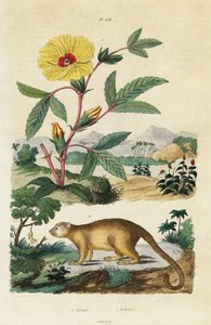 Kinkajou a Roselle.