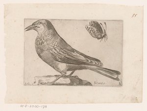špaček obecný (Sturnus vulgaris) Storno (název na objektu) Ptáci (název seriálu)