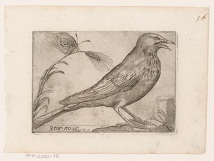 špaček obecný (Sturnus vulgaris) Storno (název na objektu) Ptáci (název seriálu)