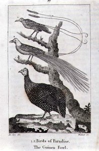 Rájové a perlička, z „Dějiny Země a animované přírody“, od Olivera Goldsmitha, vydáno v Londýně od Jacques de Seve