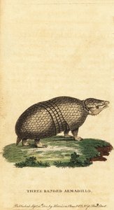 Brazilský pásovec třípásý, Tolypeutes tricinctus, 1800 (rytina)