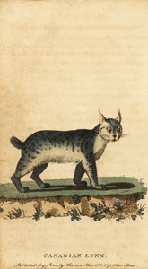 Rys kanadský, Lynx canadensis., 1800 (rytina)