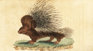Dikobraz chocholatý, Hystrix cristata., 1800 (rytina)