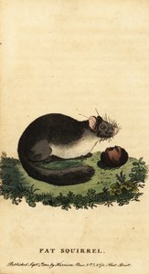 Plch jedlý nebo plch tlustý, Glis glis., 1800 (rytina)