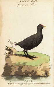 Lyska obecná, Fulica atra