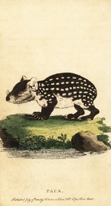 Paca nížinný nebo paca skvrnitý, Cuniculus paca., 1800 (rytina)