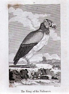 The King of The Vultures, z 