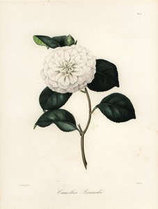 Odrůda Camellia japonica, Camellia bonardii nebo Camellia bonnardii