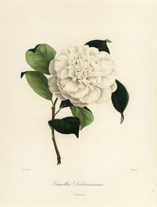 Odrůda Camellia japonica, Camellia delicatissima