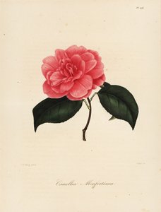 Odrůda Camellia japonica, Camellia monfortiana