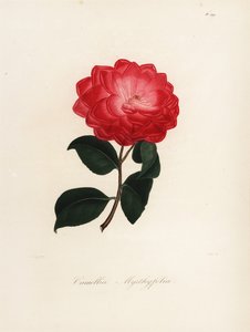Odrůda Camellia japonica, Camellia myrthyfolia