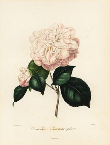 odrůda Camellia japonica, Camellia punctata plena