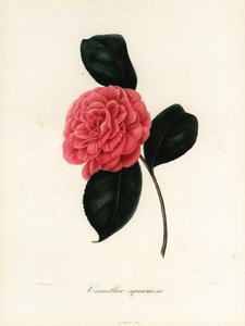 Odrůda Camellia japonica, Camellia squamosa nebo Camellia squamosa