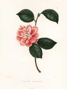 Sweetova kamélie malovaná, odrůda Camellia japonica, Camellia sweetiana