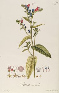 Echium: Orientale z "Icons Plantarum", kolem 1763 (rytina) od Jakob Christoph Keller