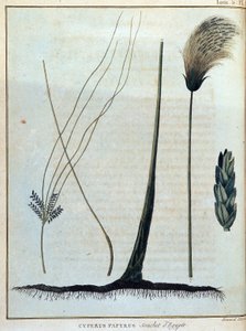 Cyperus papyrus, egyptský kmen - v „“ Cestě do Núbie a Habeše podniknuté k objevení pramenů Nilu v letech 1768 až 1772“, James Bruce, sv. 1, Paříž od James Bruce