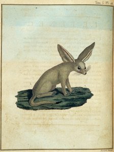 Fennec - v „“ Cesta do Núbie a Habeše podnikl objevování pramenů Nilu v letech 1768 až 1772“, James Bruce, sv. 1, Paříž od James Bruce