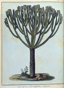 Kol-quall (Kol quall), euphorbia (kaktus) - v „“ Cesta do Núbie a Habeše podniknuté k objevení pramenů Nilu v letech 1768 až 1772“, od Jamese Bruce, sv. 1, Paříž od James Bruce