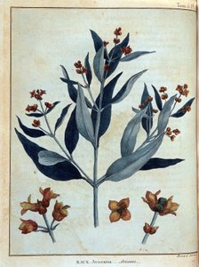 Rack, avicenne - v “” Cesta v Núbii a Habeši podnikla objevování pramenů Nilu v letech 1768 až 1772”, James Bruce, sv. 1, Paříž od James Bruce
