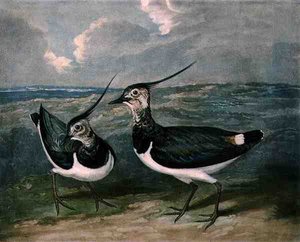 Kulíky, deska 9 British Feather Game, vyryl Charles Turner (1773-1857), pub. od R. Ackermanna, kolem 1810 (mezzotintová rytina) od James (after) Barenger