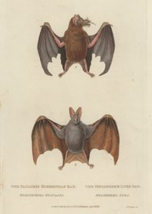 Glossophag Bat a Megaderme Lyre Bat (barevná rytina) od James (after) Basire