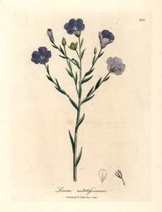Modrý květovaný len, Linum usitatissimum, z botanické ilustrace Jamese Sowerbyho z William Woodville a Sira Williama Jacksona Hookera „Medical Botany“ 1832 (ručně kolorovaná mědirytina) od James (after) Sowerby