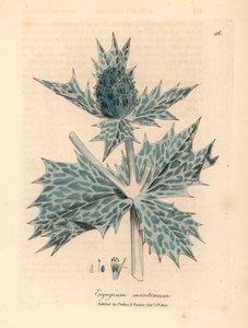 Mořská cesmína nebo eryngo s modrými květy, Eryngium maritinum, z botanické ilustrace Jamese Sowerbyho z William Woodville a Sira Williama Jacksona Hookera „Medical Botany“ 1832 (ručně kolorovaná mědirytina) od James (after) Sowerby