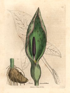 Arum obecný, Arum maculatum, z botanické ilustrace Jamese Sowerbyho z Williama Woodvilla a Sira Williama Jacksona Hookera „Lékařská botanika“ 1832 (ručně kolorovaná mědirytina) od James (after) Sowerby