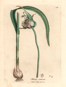 Běžně pěstovaný česnek, Allium sativum, z botanické ilustrace Jamese Sowerbyho z Williama Woodvilla a Sira Williama Jacksona Hookera „Medical Botany“ 1832 (ručně kolorovaná mědirytina) od James (after) Sowerby