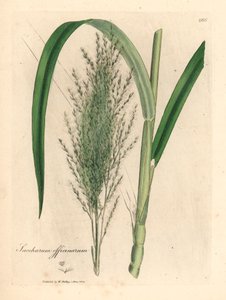Obyčejná cukrová třtina, Saccharum officinarum, z botanické ilustrace Jamese Sowerbyho z Williama Woodvilla a Sira Williama Jacksona Hookera „Medical Botany“ 1832 (ručně kolorovaná mědirytina) od James (after) Sowerby