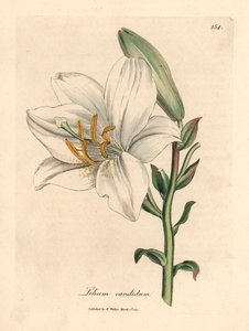 Obyčejná bílá lilie, Lilium candidum, z botanické ilustrace Jamese Sowerbyho z Williama Woodvilla a Sira Williama Jacksona Hookera „Medical Botany“ 1832 (ručně kolorovaná mědirytina)