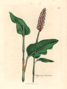 Větší bistort, Polygonum bistorta, z botanické ilustrace Jamese Sowerbyho z Williama Woodvilla a Sira Williama Jacksona Hookera „Lékařská botanika“ 1832 (ručně kolorovaná mědirytina) od James (after) Sowerby