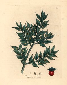 Zeleně květované řeznické koště, Ruscus aculeatus, z botanické ilustrace Jamese Sowerbyho z Williama Woodvilla a Sira Williama Jacksona Hookera „Medical Botany“ 1832 (ručně kolorovaná mědirytina) od James (after) Sowerby