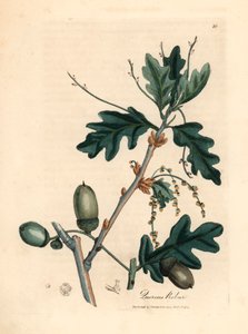 Listy a žaludy dubu obecného, Quercus robur, z botanické ilustrace Jamese Sowerbyho z Williama Woodvilla a Sira Williama Jacksona Hookera „Medical Botany“ 1832 (ručně kolorovaná mědirytina) od James (after) Sowerby