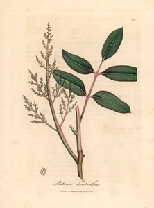 Listy a květy stromu chian nebo kyperského terpentýnu, Pistacia terebinthus, z botanické ilustrace Jamese Sowerbyho z William Woodville a Sira Williama Jacksona Hookera „Medical Botany“ 1832 (ručně kolorovaná mědirytina) od James (after) Sowerby