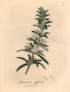 Světle modře květovaný rozmarýn, Rosmarinus officinalis, z botanické ilustrace Jamese Sowerbyho z William Woodville a Sira Williama Jacksona Hookera „Medical Botany“ 1832 (ručně kolorovaná mědirytina)