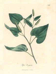 Dlouhý pepř, Piper longum, z botanické ilustrace Jamese Sowerbyho z Williama Woodvilla a Sira Williama Jacksona Hookera „Medical Botany“ 1832 (ručně kolorovaná mědirytina) od James (after) Sowerby