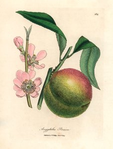 Broskvoň se zralým ovocem a růžovými květy, Amygdalus persica, z botanické ilustrace Jamese Sowerbyho z William Woodville a Sira Williama Jacksona Hookera „Medical Botany“ 1832 (ručně kolorovaná mědirytina) od James (after) Sowerby
