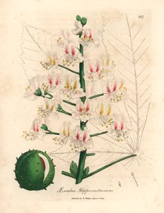 Růžový květ a plod jírovce, Aesculus hippocastanum, z botanické ilustrace Jamese Sowerbyho z William Woodville a Sira Williama Jacksona Hookera "Medical Botany" 1832 (ručně kolorovaná mědirytina) od James (after) Sowerby