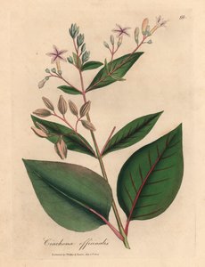 Růžově květovaný peruánský kůrovec, Cinchona officinalis, z botanické ilustrace Jamese Sowerbyho z Williama Woodvilla a Sira Williama Jacksona Hookera „Lékařská botanika“ 1832 (ručně kolorovaná mědirytina) od James (after) Sowerby