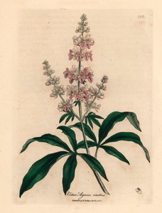 Růžově květovaný cudný strom, Vitex agnus castus, z botanické ilustrace Jamese Sowerbyho z Williama Woodvilla a Sira Williama Jacksona Hookera „Medical Botany“ 1832 (ručně kolorovaná mědirytina) od James (after) Sowerby