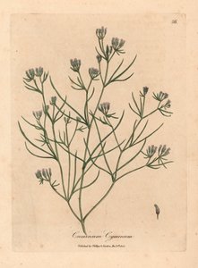 Růžově květovaný kmín, Cuminum cyminum, z botanické ilustrace Jamese Sowerbyho z William Woodville a Sira Williama Jacksona Hookera „Medical Botany“ 1832 (ručně kolorovaná mědirytina) od James (after) Sowerby