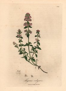 Růžově květovaný zahradní tymián, Thymus vulgaris, z botanické ilustrace Jamese Sowerbyho z William Woodville a Sira Williama Jacksona Hookera „Medical Botany“ 1832 (ručně kolorovaná mědirytina) od James (after) Sowerby