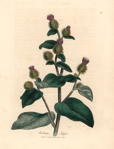 Fialově květovaný lopuch, Arctium lappa, z botanické ilustrace Jamese Sowerbyho z William Woodville a Sira Williama Jacksona Hookera „Medical Botany“ 1832 (ručně kolorovaná mědirytina) od James (after) Sowerby